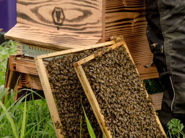 abeilles dans une ruche tavanel